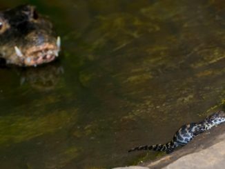 20200914 m Tompaorrú krokodilok keltek ki a Szegedi Vadasparkban