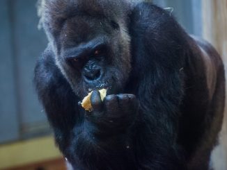 20200928 m Negyvenéves Golo a Budapesti Állatkert gorillája