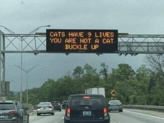Te nem vagy macska